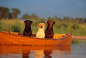 DOG 18 DB0037 01
Black Chocolate And Yellow Labrador Retriever Dogs In Boat