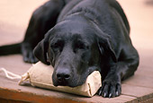 DOG 18 DB0039 01
Head Shot Of Black Labrador Retriever Laying Sleeping On Porch