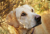 DOG 18 DB0041 01
Head Shot Of Yellow Labrador Retriever