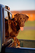 DOG 18 DB0044 01
Head Shot Of Chocolate Labrador Retriever Sticking Out Of Car Window