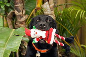 DOG 18 DB0048 01
Black Labrador Retriever With Santa Claus Doll In Mouth