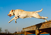 DOG 18 DB0052 01
Yellow Labrador Retriever Jumping Into Water From Dock