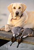 DOG 18 DB0059 01
Yellow Labrador Retriever Laying On Dock With Two Pintail Ducks