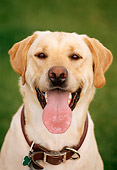 DOG 18 DB0060 01
Head Shot Of Yellow Labrador Retriever Panting
