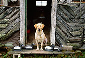 DOG 18 DB0062 01
Yellow Labrador Retriever Sitting In Cabin Doorway With Duck Decoys