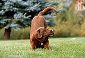 DOG 18 DB0065 01
Chocolate Labrador Retriever Stretching On Grass