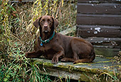 DOG 18 DB0066 01
Chocolate Labrador Retriever Laying On Porch