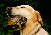 DOG 18 DB0068 01
Head Shot Of Yellow Labrador Retriever With Turtle In Mouth