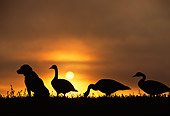 DOG 18 DB0069 01
Silhouette Of Labrador Retriever With Goose Decoys At Dawn