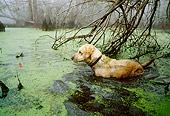 DOG 18 DB0070 01
Yellow Labrador Retriever Wading In Marsh