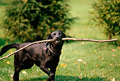 DOG 18 DB0071 01
Black Labrador Retriever Playing With Stick