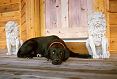 DOG 18 DB0073 01
Black Labrador Retriever Laying On Porch Between Stone Lions