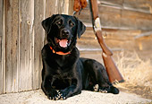 DOG 18 DB0076 01
Portrait Of Black Labrador Retriever With Shotgun