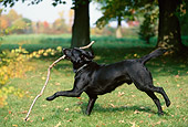 DOG 18 DB0077 01
Black Labrador Retriever Playing With Stick