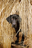 DOG 18 DB0078 01
Black Labrador Retriever Peering Out Of Hunting Blind