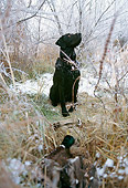DOG 18 DB0079 01
Black Labrador Retriever Sitting Near Downed Mallard Duck