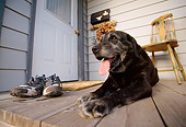 DOG 18 DB0081 01
Black Labrador Retriever Resting On Porch