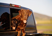 DOG 18 DB0082 01
Black And Chocolate Labrador Retrievers Peering Out Truck Window