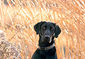 DOG 18 DB0083 01
Head Shot Of Black Labrador Retriever In Field