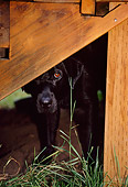 DOG 18 DB0084 01
Black Labrador Retriever Hiding Under Porch