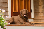 DOG 18 DB0090 01
Chocolate Labrador Retriever Laying On Porch With Flowers