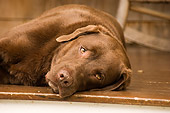 DOG 18 DB0091 01
Chocolate Labrador Retriever Laying On Porch