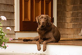 DOG 18 DB0092 01
Chocolate Labrador Retriever Laying On Porch With Flowers