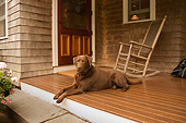 DOG 18 DB0093 01
Chocolate Labrador Retriever Laying On Porch