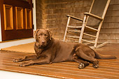 DOG 18 DB0094 01
Chocolate Labrador Retriever Laying On Porch Near Rocking Chair