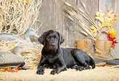 DOG 18 DC0042 04
Portrait Of Black Labrador Retriever Laying On Hay In Barn
