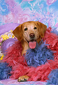 DOG 18 DC0051 01
Head Shot Of Yellow Labrador Retriever With Feather Boa