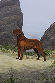 DOG 18 DC0052 01
Portrait Profile Of Chesapeake Bay Retriever Standing
