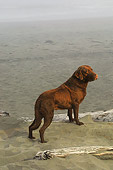 DOG 18 DC0053 01
Portrait Of Chesapeake Bay Retriever Standing On Beach