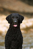 DOG 18 DC0054 01
Portrait Head Shot Curly Coated Black Retriever