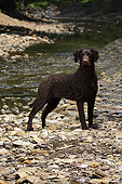 DOG 18 DC0055 01
Portrait Of Curly Coated Black Retriever By Creek