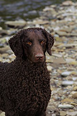DOG 18 DC0056 01
Portrait Head Shot Of Curly Coated Black Retriever By Creek