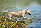 DOG 18 DC0062 01
Yellow Labrador Retriever Jumping Into Water From Shore