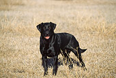 DOG 18 DS0001 01
Black Labrador Retriever Standing In Dry Field