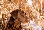 DOG 18 DS0007 01
Head Shot Of Chocolate Labrador Retriever Sitting By Dry Grass