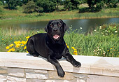 DOG 18 FA0001 01
Black Labrador Retriever Laying On Stone Wall By Pond