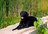 DOG 18 FA0011 01
Black Labrador Retriever Laying On Stone Wall
