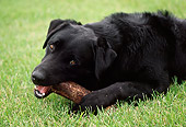 DOG 18 GR0002 02
Black Labrador Retriever Laying Down Chewing On Stick On Grass
