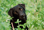 DOG 18 GR0004 01
Portrait Head Shot Of Black Labrador Retriever Sitting Behind Foliage
