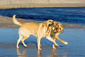 DOG 18 KH0007 01
Two Yellow Labrador Retrievers Playing With Tennis Ball Toy On Beach