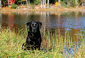 DOG 18 LS0003 01
Black Labrador Retriever Sitting In Grass At Edge Of Lake