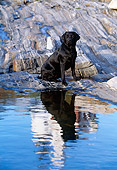 DOG 18 LS0005 01
Black Labrador Retriever Sitting On Rocky Shore By Reflection Of Lighthouse