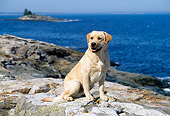DOG 18 LS0008 01
Yellow Labrador Retriever Sitting On Rocky Shore By Ocean