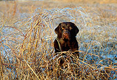 DOG 18 LS0010 01
Chesapeake Bay Retriever Sitting In Dry Grass