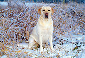 DOG 18 LS0011 01
Yellow Labrador Retriever Sitting In Snow By Reeds