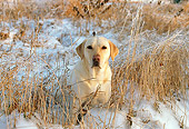 DOG 18 LS0012 01
Yellow Labrador Retriever Sitting In Snow By Reeds